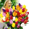 Snijtulpen Mix 2 Snijtulpen Mix -Kleuren Tuin Verkoopwinkel 8901049974814