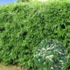 Winterharde Bamboeheg -Kleuren Tuin Verkoopwinkel 8901050826782