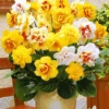 Prachtige Gevulde Narcissen Mix -Kleuren Tuin Verkoopwinkel 8901058297886