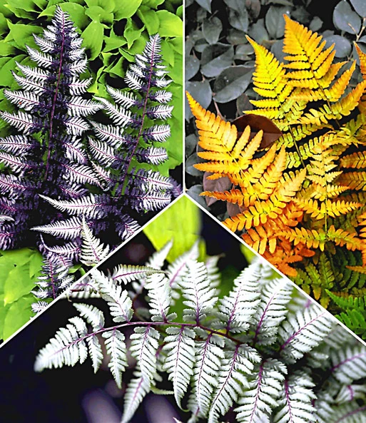 Japanse Juwelen: Varen Collectie 3 Japanse Juwelen: Varen Collectie