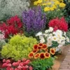 Bonte Collectie Vaste Planten -Kleuren Tuin Verkoopwinkel 8901066981406
