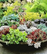 Winterharde Sedum Mix