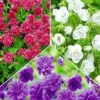 Collectie Winterharde Geraniums -Kleuren Tuin Verkoopwinkel 8901085429790