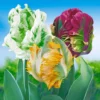 Papegaai Tulpen Collectie -Kleuren Tuin Verkoopwinkel 8901091393566