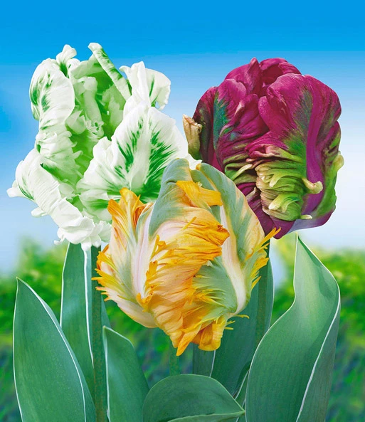 Papegaai Tulpen Collectie 3 Papegaai Tulpen Collectie