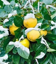 Nieuwe Producten -Kleuren Tuin Verkoopwinkel 8901096996894