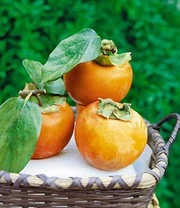 Nieuwe Producten 8 Winterharde Kaki (sharonfruit)