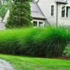 Chinees Zilvergras 'Eulalia' -Kleuren Tuin Verkoopwinkel 8901099913246