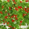 Hangaardbei 'Hummi® ' -Kleuren Tuin Verkoopwinkel 8901119082526