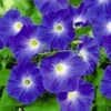 Klimmende Winde 'Blue Hardy' -Kleuren Tuin Verkoopwinkel 8901123473438