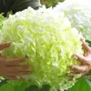 Tuinhortensia 'Incrediball®' -Kleuren Tuin Verkoopwinkel 8901129273374