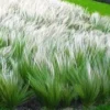 Vedergras (Stipa) -Kleuren Tuin Verkoopwinkel 8901150867486