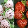 Aardbeien Rariteiten Collectie 'Sengana Selektion® & Natural White' -Kleuren Tuin Verkoopwinkel 8901158862878