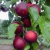 'Cherrykose®' -Kleuren Tuin Verkoopwinkel 8901191598110