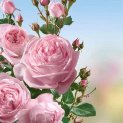 Set Clematis 'Armandii' & Klimroos 'Nahéma®' -Kleuren Tuin Verkoopwinkel 8901289312286