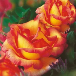 Set Clematis 'Avant Garde TM' & Klimroos 'Parure D'or®' -Kleuren Tuin Verkoopwinkel 8901292163102