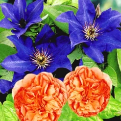 Set Clematis 'The President' & Klimroos 'Papi Delbard®'