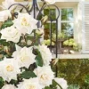 Klimroos 'Blanche Colombe®' -Kleuren Tuin Verkoopwinkel 8901301174302