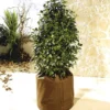 Potplantenbescherming 'Thermo Plus' 45 Cm -Kleuren Tuin Verkoopwinkel 8901322833950