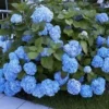 Boerenhortensia 'Générale Vicomtesse De Vibraye®' -Kleuren Tuin Verkoopwinkel 8901409374238