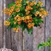 Campsis Stammetje 'Indian Summer®',1 Plant -Kleuren Tuin Verkoopwinkel 8901495160862