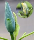 Nieuwe Producten 10 Magnolia 'Blue Opal'