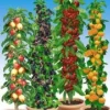 Zuilfruit Rariteiten Collectie -Kleuren Tuin Verkoopwinkel 8901514166302