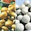 Champignon Kweek Collectie -Kleuren Tuin Verkoopwinkel 8901571870750