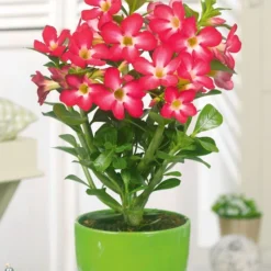 Kamerplanten Collectie -Kleuren Tuin Verkoopwinkel 8901572591646