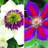 Clematis Rariteiten Collectie Voor Een Voordeelprijs -Kleuren Tuin Verkoopwinkel 8901660704798