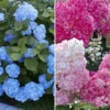 Hortensia Collectie Voor Een Voordeelprijs -Kleuren Tuin Verkoopwinkel 8901666111518