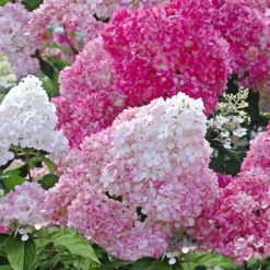 Hortensia Collectie Voor Een Voordeelprijs -Kleuren Tuin Verkoopwinkel 8901666177054