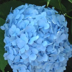 Hortensia Collectie Voor Een Voordeelprijs -Kleuren Tuin Verkoopwinkel 8901666242590