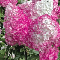 Hortensia Collectie Voor Een Voordeelprijs -Kleuren Tuin Verkoopwinkel 8901666308126