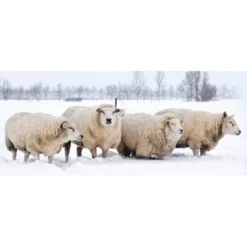 Winter Beschermingsmat Van Schapenwol 'natuurwit' 200x100 Cm -Kleuren Tuin Verkoopwinkel 8901687214110