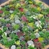 Rotstuin Mix -Kleuren Tuin Verkoopwinkel 8902058606622