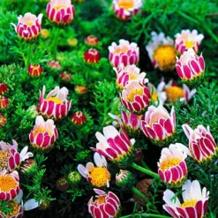 Bloeiende Bodembedekker Collectie -Kleuren Tuin Verkoopwinkel 8902125453342