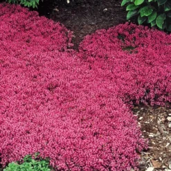 Bodembedekker Collectie Rood En Blauw -Kleuren Tuin Verkoopwinkel 8902126927902