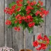 Campsis Stammetje 'Fire Trumpet Vine®',1 Plant -Kleuren Tuin Verkoopwinkel 8902173425694