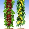 Zuilfruit Duo Peer & Kers -Kleuren Tuin Verkoopwinkel 8902183911454