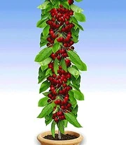 Kleuren Tuin Verkoopwinkel -Kleuren Tuin Verkoopwinkel 8902184042526