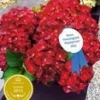 Tuinhortensia 'Ruby Tuesday®' -Kleuren Tuin Verkoopwinkel 8902219563038