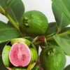 Echte Guave -Kleuren Tuin Verkoopwinkel 8902221561886