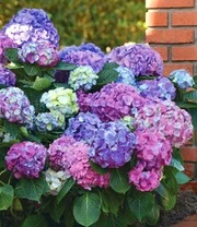 Hortensia 'L.A. Dreamin®' 6 Hortensia 'L.A. Dreamin®' - Afbeelding 4