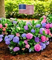 Hortensia 'L.A. Dreamin®' 4 Hortensia 'L.A. Dreamin®' - Afbeelding 2