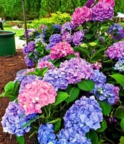 Hortensia 'L.A. Dreamin®' 8 Hortensia 'L.A. Dreamin®' - Afbeelding 6