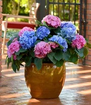 Hortensia 'L.A. Dreamin®' 7 Hortensia 'L.A. Dreamin®' - Afbeelding 5