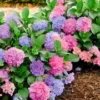 Hortensia 'L.A. Dreamin®' -Kleuren Tuin Verkoopwinkel 8902294470686