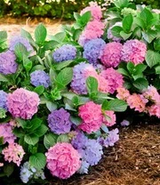 Hortensia 'L.A. Dreamin®' 3 Hortensia 'L.A. Dreamin®'