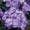 Hortensia 'Miss Saori Blue®' -Kleuren Tuin Verkoopwinkel 8902295748638